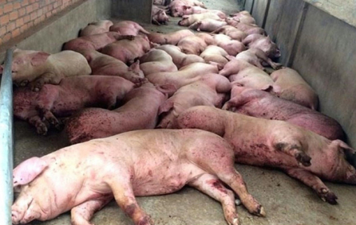 Người dân mỏi mòn chờ hỗ trợ thiệt hại do dịch tả lợn châu Phi
