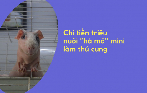 Chi tiền triệu nuôi ‘’hà mã mini" làm thú cưng