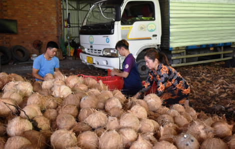 Nông dân trồng dừa hữu cơ phải bán như giá dừa thường