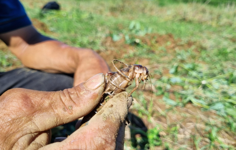 Nông dân Quảng Ngãi bắt dế kiếm tiền, làm chơi ăn thiệt