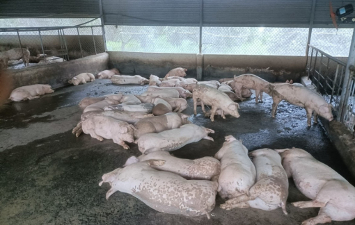 Khánh Hòa: Dịch tả heo châu Phi bùng phát trở lại