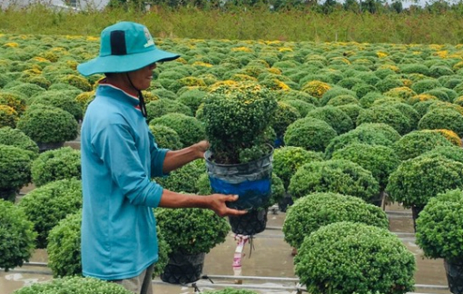 “Thủ phủ hoa” lớn nhất miền Tây tất bật chuẩn bị tết và Festival Hoa - Kiểng Sa Đéc