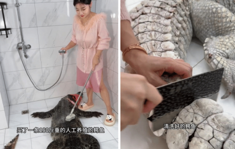Vlogger Trung Quốc gây phẫn nộ khi hướng dẫn làm thịt cá sấu nặng 90kg