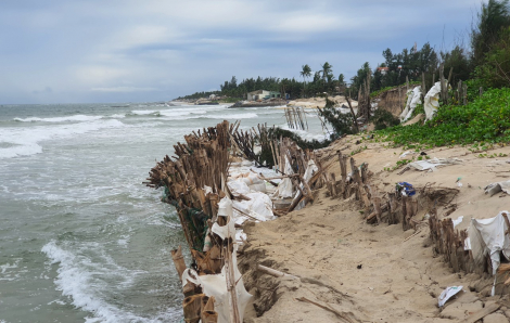 Hệ thống bãi cọc tre bảo vệ bờ biển ở Hội An bị xé toạc
