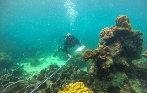 Nhiều khu bảo tồn biển ở Việt Nam nằm trên giấy