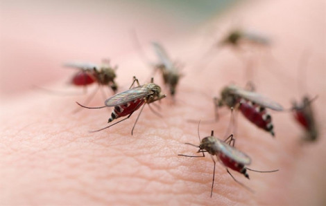 35 ca tử vong do sốt xuất huyết từ đầu năm