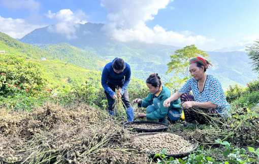 Vựa đậu phộng trên đỉnh núi cao gần 1.000m của người Khơ Mú