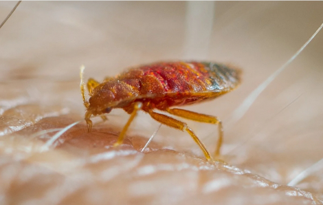 Người dân Hồng Kông đổ xô mua thuốc diệt côn trùng vì ám ảnh rệp
