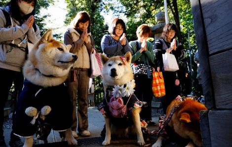 Những chú chó dự lễ cầu bình an vốn dành cho trẻ em tại Nhật Bản