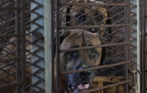 Hàn Quốc ban hành đạo luật cấm giết mổ, buôn bán thịt chó