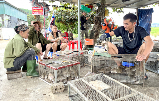 Thú vị làng “săn” chuột đồng