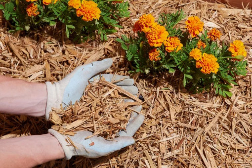 Cách chọn lớp phủ tốt nhất cho vườn của bạn