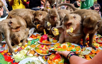 Thái Lan tổ chức tiệc buffet cho khỉ để quảng bá du lịch