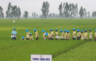 12 tỉnh thành tham gia đề án 1 triệu ha lúa chất lượng cao, phát thải thấp