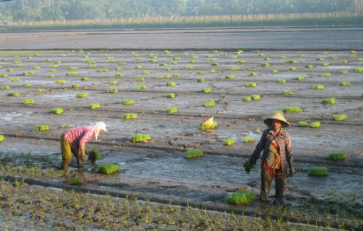 Từ giữa tháng 12/2023, mặn xâm nhập sâu vào ĐBSCL từ 25 - 30km