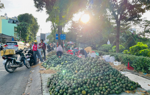 Cam sành đổ đống vỉa hè, giá vài ngàn đồng/kg