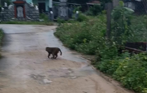 Con khỉ 7-8kg vào khu dân cư, tấn công khiến 3 người bị thương