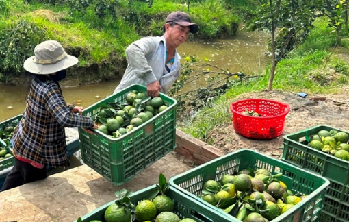 Giá cam tại vườn còn 3.000 đồng/kg