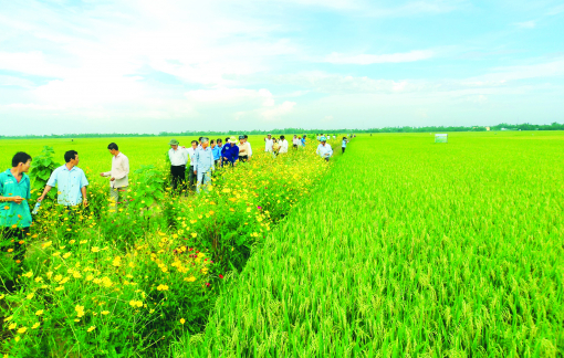 Làm nông nghiệp xanh, nông dân miền Tây thắng lớn
