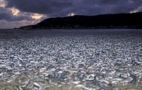 Cả ngàn tấn cá chết trôi dạt vào bờ biển Nhật Bản