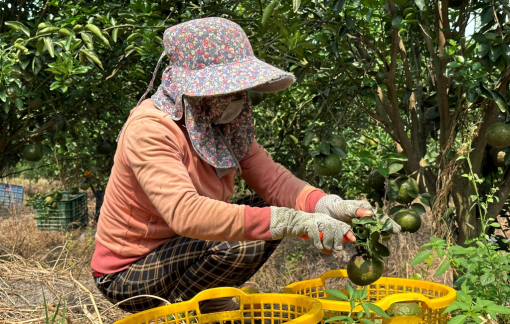 Cam sành chỉ hơn 3.000 đồng/1kg, Vĩnh Long kêu gọi người dân không trồng ồ ạt