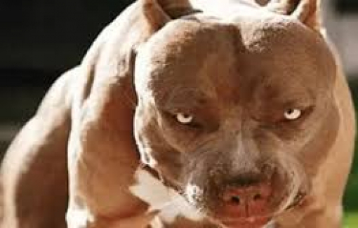 Bé gái 4 tuổi bị chó pitbull dại nhà hàng xóm cắn khắp mặt