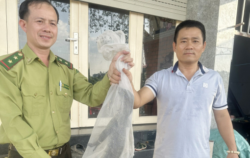 Kỳ đà hoa nằm trong sách Đỏ Việt Nam đi kiếm ăn ở bờ kênh TPHCM