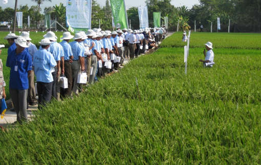 Xuất khẩu gạo năm 2023 dự báo thắng lớn với giá trị khoảng 5 tỉ USD