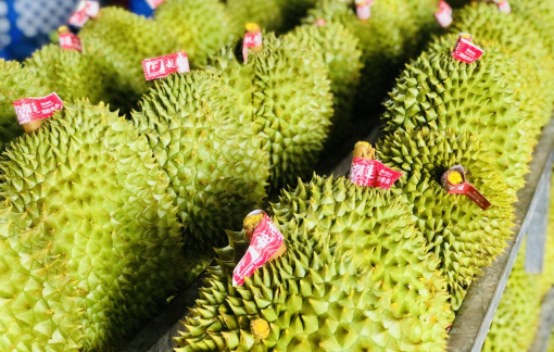 Xuất khẩu sầu riêng tăng hơn 606%