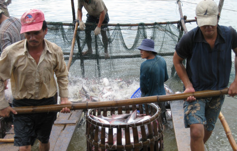 Nhiều nước nuôi cá tra, thị phần của Việt Nam bị thu hẹp