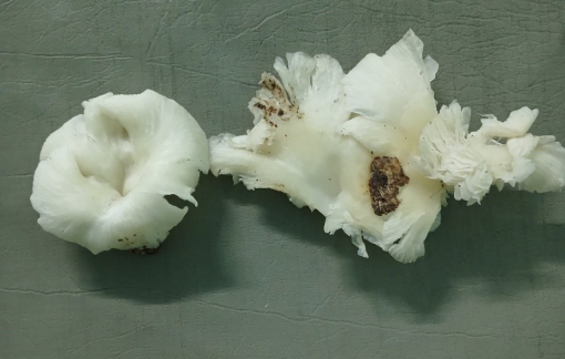 3 người ở Quảng Nam bị ngộ độc sau khi ăn nấm lạ