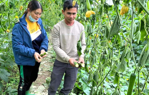 Hơn 1ha bí xanh sắp đến ngày thu hoạch bị cắt ngang gốc