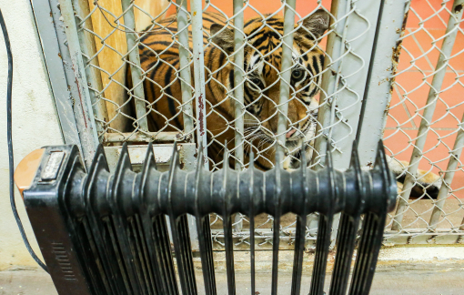 Thời tiết lạnh sâu, Vườn thú Hà Nội chống rét cho động vật quý hiếm