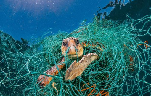 Việt Nam chưa có các trạm cứu hộ sinh vật biển