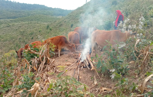 Người dân quây bạt, đốt lửa giữ ấm cho trâu bò
