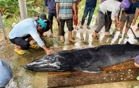 Cá ông nặng 300kg trôi dạt vào vùng biển Trà Vinh