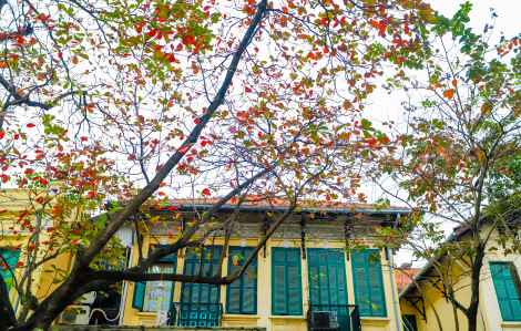Khắp phố phường Hà Nội, những cây bàng đang mùa thay lá