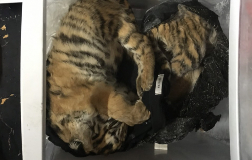 Khởi tố 3 đối tượng buôn bán động vật nguy cấp, quý hiếm