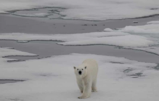 Gấu Bắc Cực chết vì cúm gia cầm