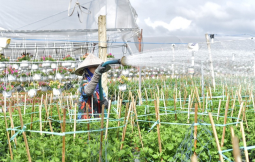 Làng hoa Đà Nẵng tất bật cho vụ tết Nguyên đán 2024