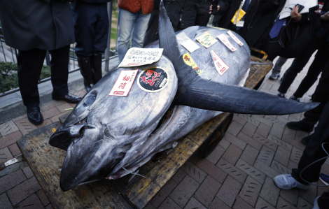Cá ngừ nặng 238kg được bán đấu giá 800.000 USD ở Nhật Bản