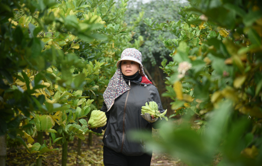 Làng trồng "bàn tay Phật" chạy đua vụ tết