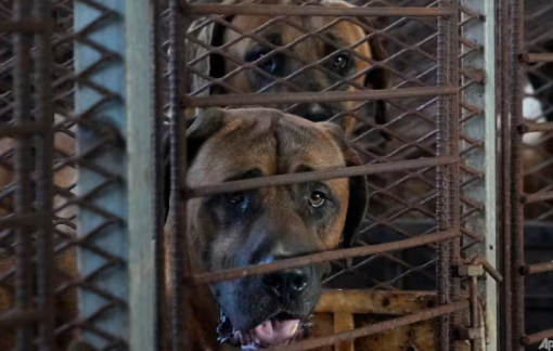 Hàn Quốc chính thức cấm ăn thịt chó
