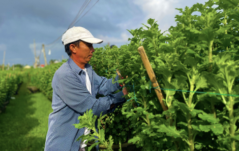 Nông dân chạy đua với thời gian chăm hoa tết