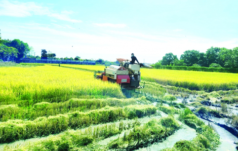 Nông dân TPHCM trúng đậm vì lúa được mùa, gạo được giá