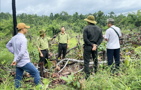 Hiểm nguy rình rập sau những cánh rừng