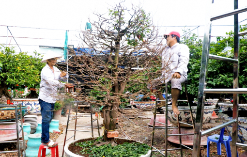 Nhu cầu thuê mai vàng chưng tết nhiều hơn mua