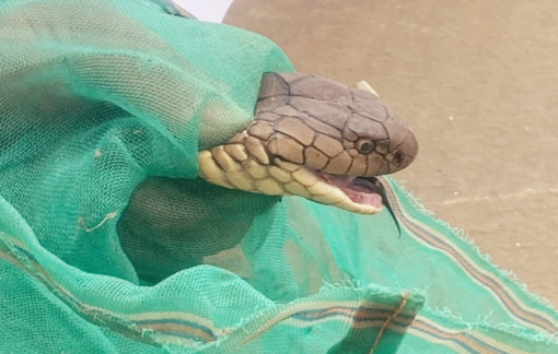 Người phụ nữ mua rắn hổ chúa về ngâm rượu bị khởi tố