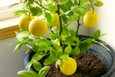12 loại cây trồng mang hương thơm vào không gian sống của bạn