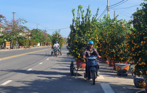 Quất cảnh Hội An rộn ràng xuống phố